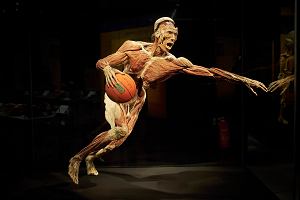 Body Worlds we Wrocławiu