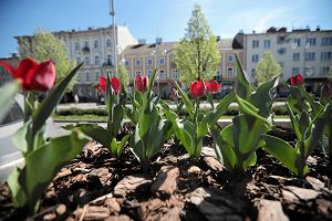 Częstochowa. Tulipany kwitną w II Alei NMP