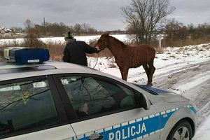 Konie wpadły do wody, po tym jak pod ich ciężarem załamał się lód