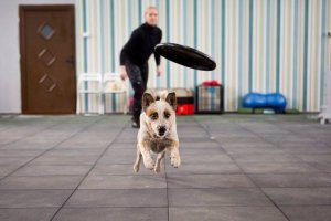 W psiej akademii można ćwiczyć m.in. agility