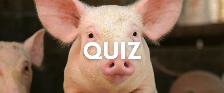 Quiz wiedzy o wsi. Żaden mieszczuch nie odpowie bezbłędnie!